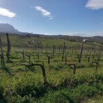 Private Irpinia Wine Tour from POSITANO, AMALFI or RAVELLO - Exploring Two Prestigious Wineries in Irpinia