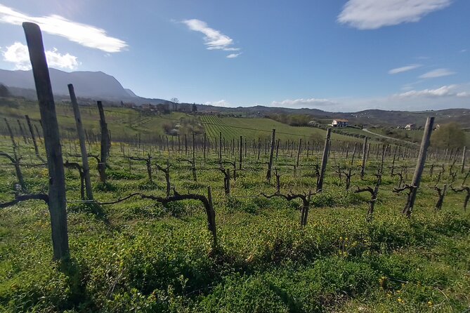 Private Irpinia Wine Tour from POSITANO, AMALFI or RAVELLO - Exploring Two Prestigious Wineries in Irpinia