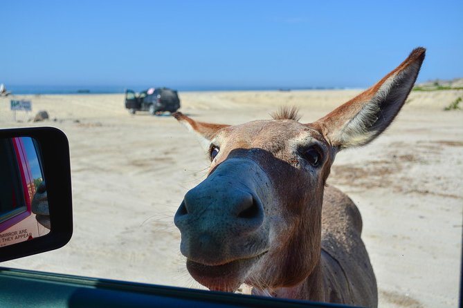 Private Jeep Tour Cabo Pulmo - Exploring Cabo Pulmo Marine Preserves Underwater Wonders