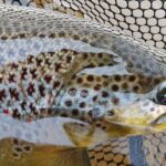 Private Lake and River Fishing Tour from Reykjavik - The Role of the Guide and Personal Attention