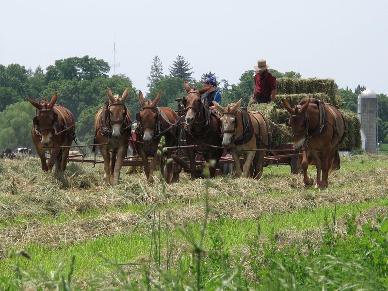 Private Lancaster County Amish Tour from Philadelphia - Discovering Amish Customs and Traditions