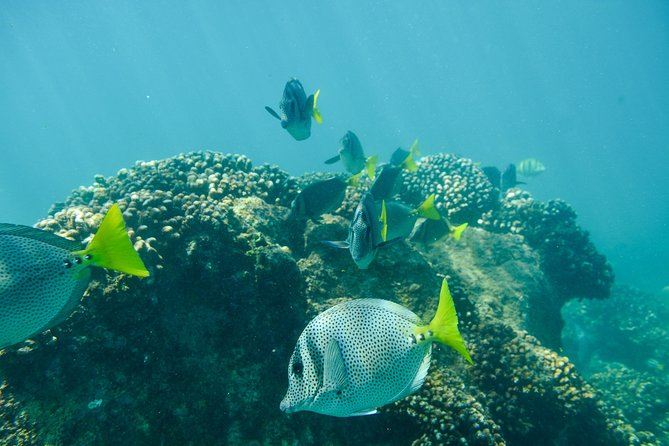 Private Los Cabos snorkeling tour to Chileno bay and Santa Maria cove - Explore Santa Maria Beachs Vibrant Marine Life