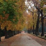 Private Lucca Wine Tour: 2 Wineries with Lunch - The Scenic Drive to Montecarlo’s Wineries