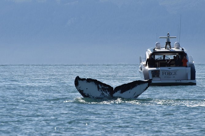 Private Luxury Whale Watch - Visiting Auke Bay: The Heart of the Wildlife Viewing