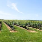 Private Luxury Wine Tours of Long Island Pindar Winery - Convenient Pickup and Drop-off at Hicksville LIRR Station