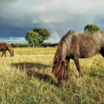 Private Miniature Horse Walking near Lincoln - Starting Point at Walcott: Easy Access and Private Setting