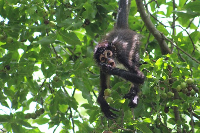 Private Monkey Sanctuary Trails with Zipline Canoe and Cenote - The Zipline Over Lagoon in the Monkey Sanctuary