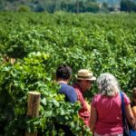 Private Montserrat with Wine Tasting Full Day Trip from Barcelona - Scenic Rides and Panoramic Views at Montserrat