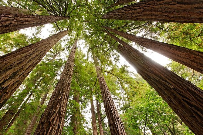 Private Muir Woods, Sausalito, and Marin Headlands Tour - Walking among Coastal Sequoias in Muir Woods