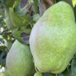 Private Multnomah Falls, Train Ride, & Wine Tour - Scenic Drive to Mount Hood and the Hood River Valley