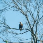 Private New Orleans Airboat Adventure - Starting Point and Transportation Options