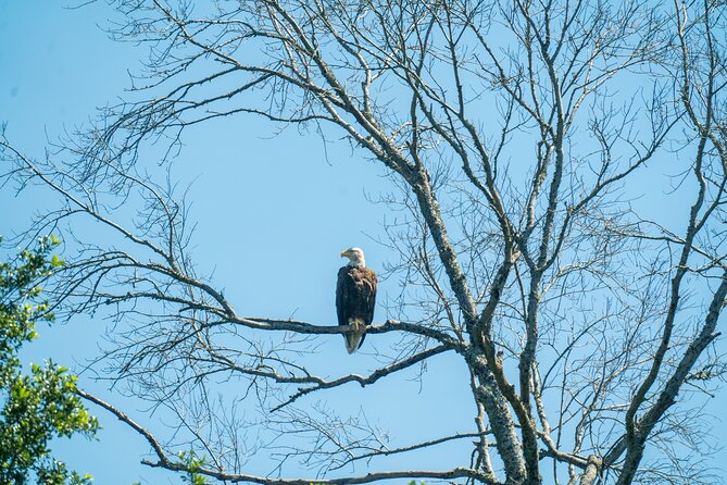 Private New Orleans Airboat Adventure - Starting Point and Transportation Options