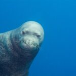 Private Niihau Scenic Snorkel - Exploring Niihau: The Forbidden Island