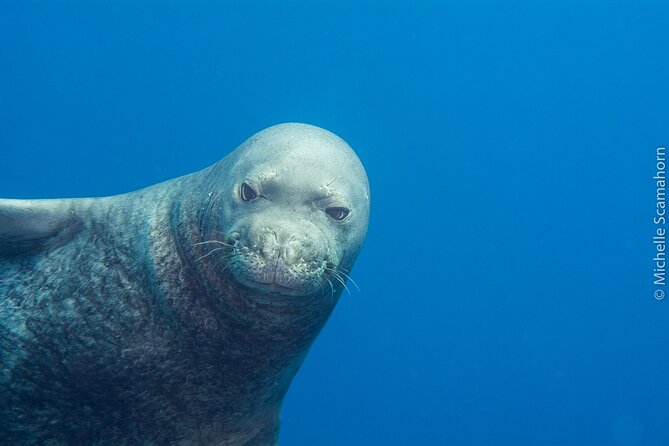 Private Niihau Scenic Snorkel - Exploring Niihau: The Forbidden Island