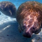 Private 'OG' Manatee Snorkel Tour with Guide for up to 10 people - Meeting at River Ventures in Crystal River
