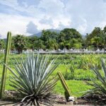 Private One Day Adventure Tour in Tequila and La Fortaleza Distillery - La Fortaleza Distillery and the "Vive Abuelo" Tour