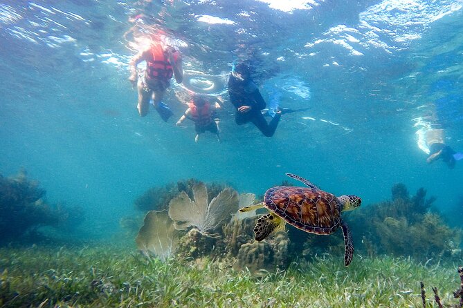 Private (only you) Reef Snorkeling in Puerto Morelos 2x40 minutes - Convenient Pickup and Location in Cancun