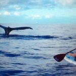 Private Paddleboard (SUP) Whale Watch: All Skill Levels Welcome - Meeting Point and Logistics for the Paddleboard Whale Watch