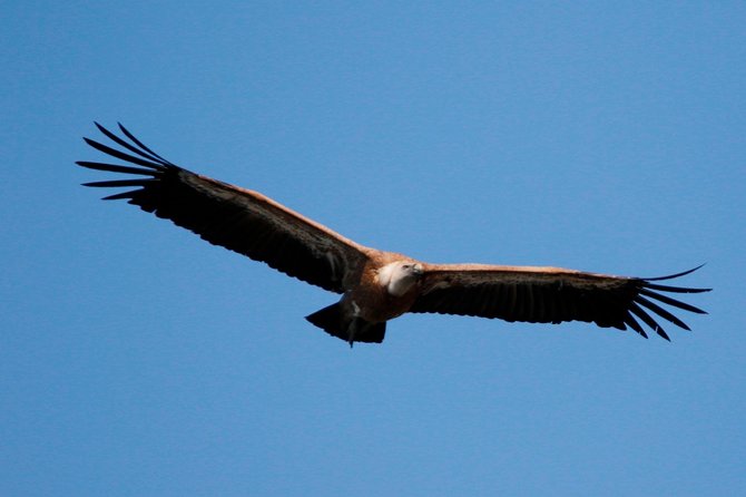 Private Plavnik Island Half-Day boat trip with capt. Bobo - Departure from Punat at Krk Island for an Uncrowded Experience