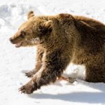 Private Ranua Zoo tour - Exploring Arctic Animal Enclosures on a 2.5 km Walk