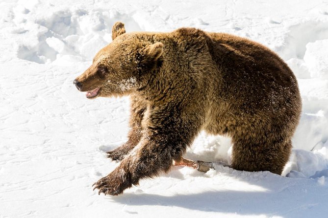 Private Ranua Zoo tour - Exploring Arctic Animal Enclosures on a 2.5 km Walk