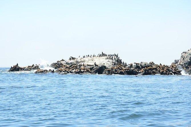 Private Sailing Tour of Bodega Bay - The Captain and Crew: Knowledgeable and Personable Guides