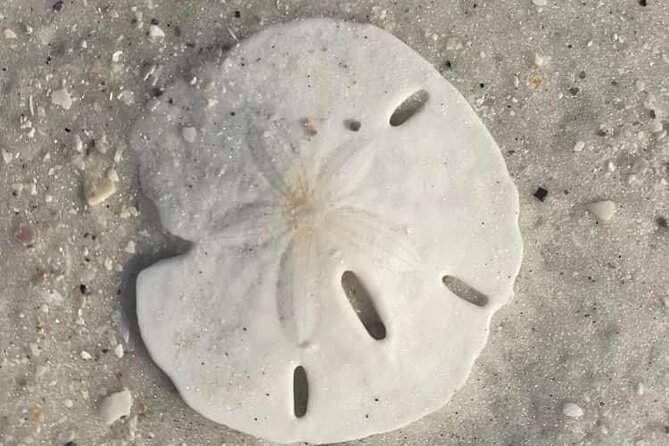 Private Shell Key Island Adventure Dolphins And Shells - Wildlife Encounters: Dolphins, Manatees, and Birds