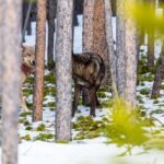 Private Small Group Yellowstone Wildlife Safari - Exploring Lamar Valley: The Serengeti of North America