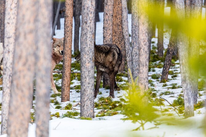 Private Small Group Yellowstone Wildlife Safari - Exploring Lamar Valley: The Serengeti of North America