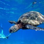 Private Snorkel Photos Included - Starting at Maui’s Tranquil Beaches for a Private Snorkeling Adventure