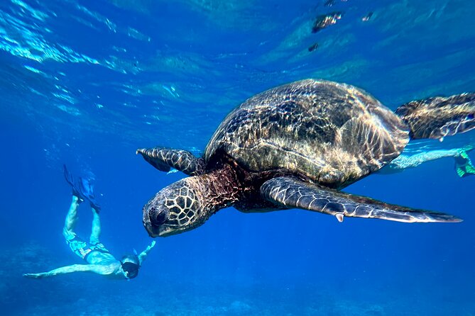 Private Snorkel Photos Included - Starting at Maui’s Tranquil Beaches for a Private Snorkeling Adventure