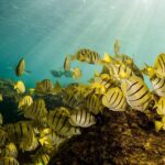 Private Snorkeling Tour in Cabo San Lucas - Snorkeling in Cabo’s Marine Reserves and Bays