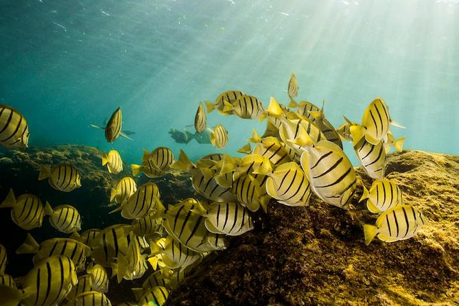 Private Snorkeling Tour in Cabo San Lucas - Snorkeling in Cabo’s Marine Reserves and Bays