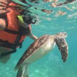 Private Snorkeling with Sea Turtles in Akumal Beach - Meeting Point at Playa Akumal and How It Works