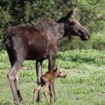 Private Sunset Safari of Grand Teton National Park - The Magic of Sunset in Grand Teton National Park