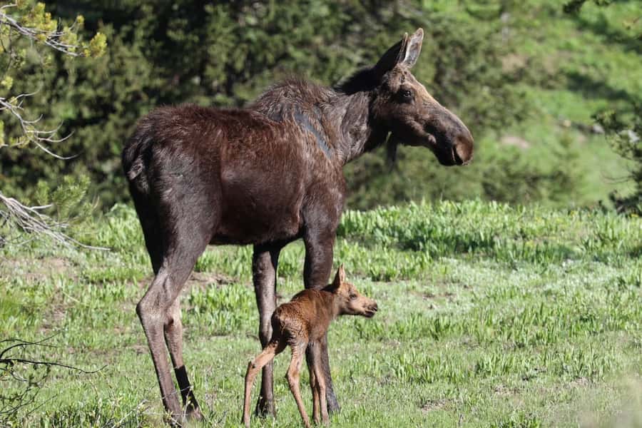 Private Sunset Safari of Grand Teton National Park - The Magic of Sunset in Grand Teton National Park