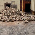 Private Tequila Tour - Pickup and Transportation from Guadalajara