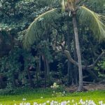 Private Tour Around the Island of Hawaii - Exploring Puuhonua o Honaunau National Historical Park