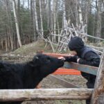 Private Tour at Historic Alaska Dairy Farm - What to Expect During the Milking Demonstration