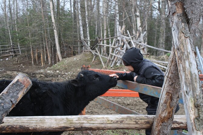 Private Tour at Historic Alaska Dairy Farm - What to Expect During the Milking Demonstration