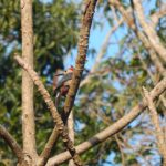 Private Tour: Birdwatching Playa del Carmen - What Birds Will You See in the Maya Jungle?