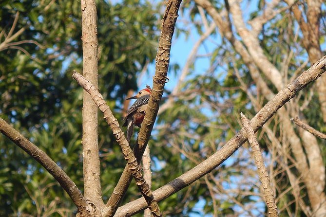 Private Tour: Birdwatching Playa del Carmen - What Birds Will You See in the Maya Jungle?