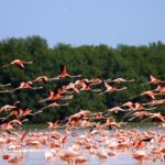 Private Tour Celestun Flamingo Watching and Beach - Celestun Biosphere Reserve: A Birdwatchers Haven