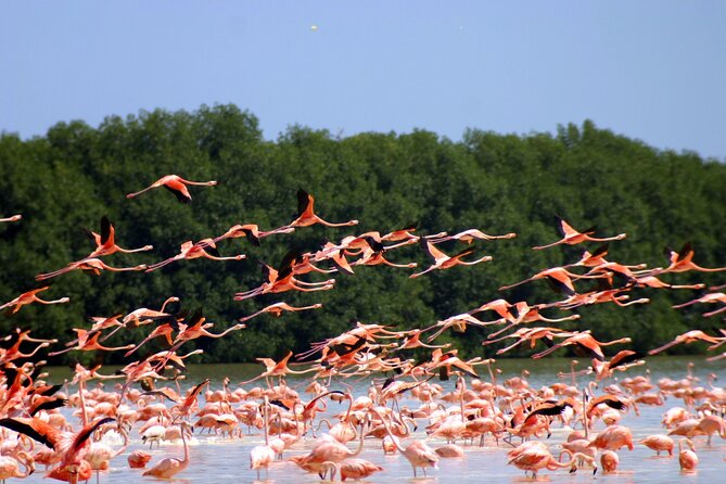 Private Tour Celestun Flamingo Watching and Beach - Celestun Biosphere Reserve: A Birdwatchers Haven