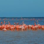 Private Tour: Ek Balam, Pink Flamingos Sanctuary and Tequila Tasting Factory - Visiting the Mayapan Tequila Factory and Tasting