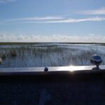 Private Tour: Florida Everglades Airboat Ride and Wildlife Adventure - What Wildlife Can You Expect to See?