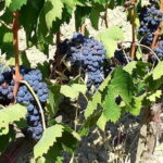 Private Tour: "FRANCIGENA WAY" in Chianti with Lunch & 2 Wine-tastings - Starting from Florence — The Pickup and Journey