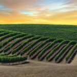 Private Tour Napa and Sonoma Valley Wine - Starting Point: Hotel Pickup and Scenic Drive
