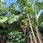 Private Tour of Banana Farm from Funchal - Unique Access to Madeira’s Banana Cultivation in Funchal