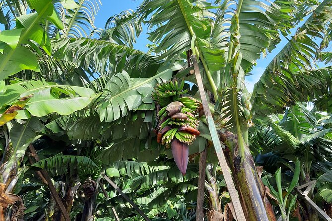 Private Tour of Banana Farm from Funchal - Unique Access to Madeira’s Banana Cultivation in Funchal